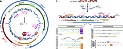 Frontiers | Hepatitis B Virus DNA Integration As A Novel Biomarker Of ...